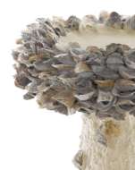 Picture of OYSTER SHELL MEDIUM BIRD BATH