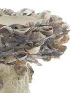 Picture of OYSTER SHELL SMALL BIRD BATH