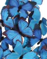 Picture of RUE DE BAC LARGE BUTTERFLIES