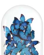 Picture of RUE DE BAC LARGE BUTTERFLIES