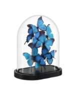 Picture of RUE DE BAC MEDIUM BUTTERFLIES