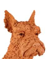 Picture of OSCAR THE SCOTTISH TERRIER