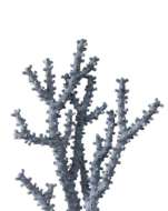 Picture of BLUE CORAL SET OF 2