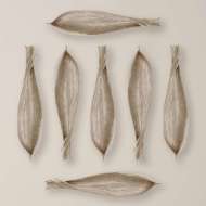 Picture of PALM SEED POD-NICKEL