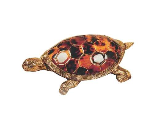 Picture of YOUNG TURTLE ACCESSORY     