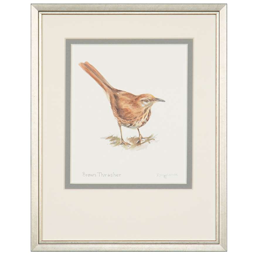 Picture of BROWN THRASHER