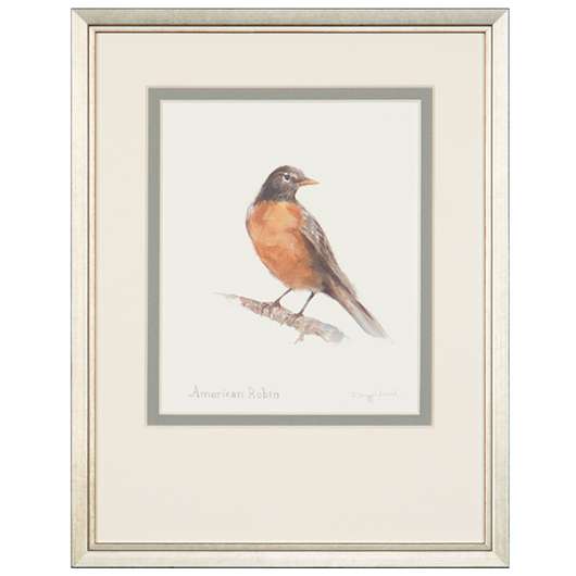 Picture of AMERICAN ROBIN