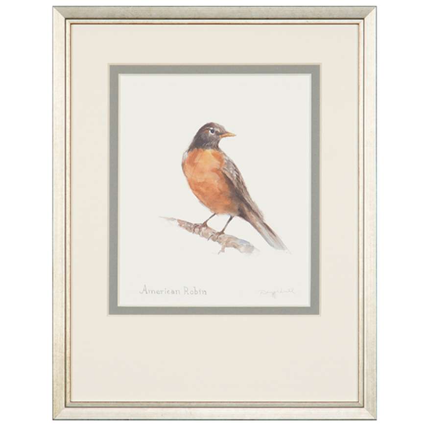 Picture of AMERICAN ROBIN