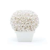 Picture of BOSTON ROUND BOXWOOD TOPIARY, BLANC DE CHINE