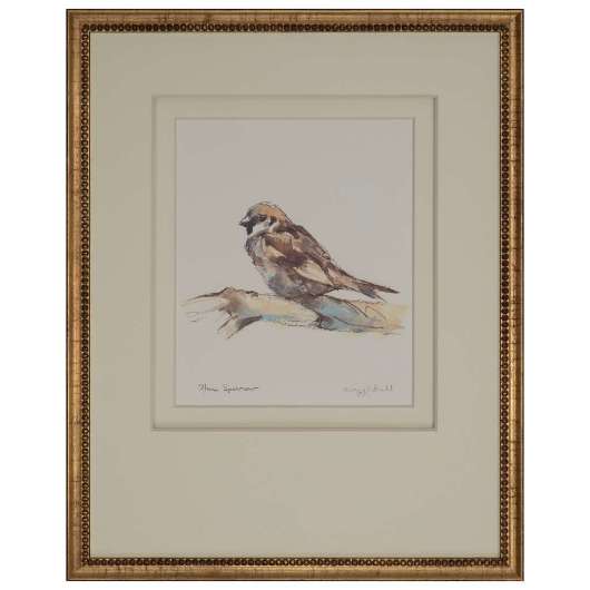 Picture of HOUSE SPARROW