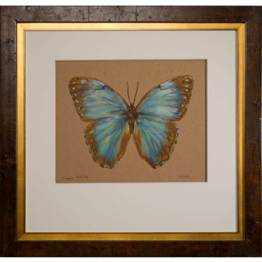 Picture of MORPHO PELEIDES