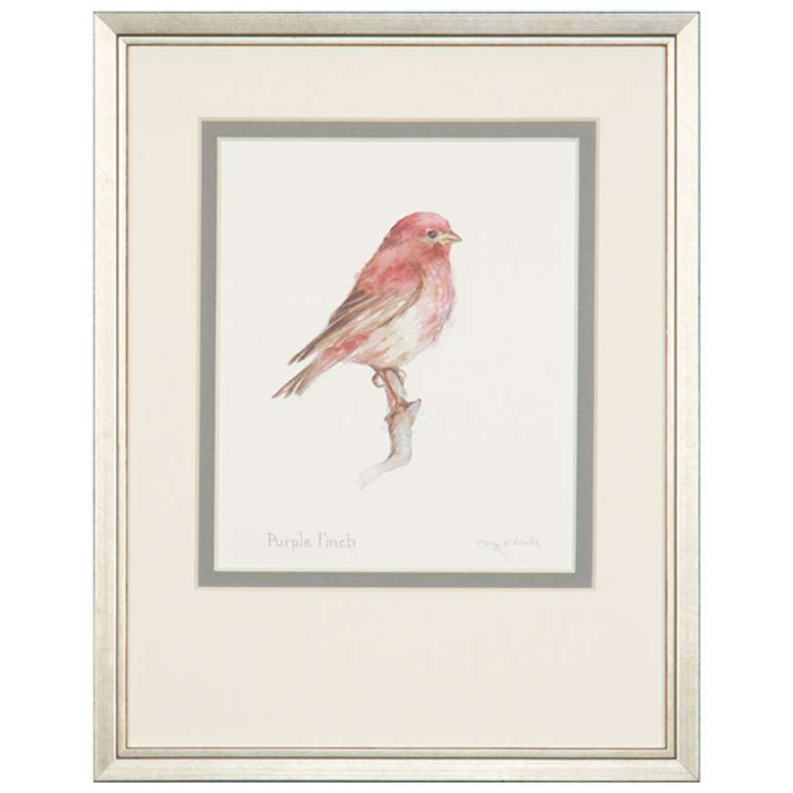 Picture of PURPLE FINCH